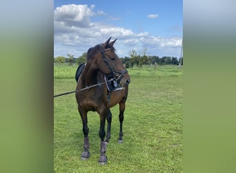 Oldenburger Springpaard, Merrie, 11 Jaar, 163 cm, Bruin