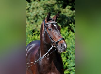 Oldenburger Springpaard, Merrie, 11 Jaar, 163 cm, Zwartbruin