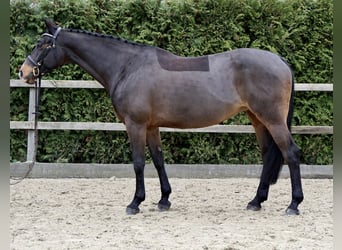 Oldenburger Springpaard, Merrie, 11 Jaar, 165 cm, Donkerbruin