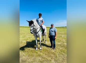 Oldenburger Springpaard, Merrie, 11 Jaar, 167 cm, Schimmel