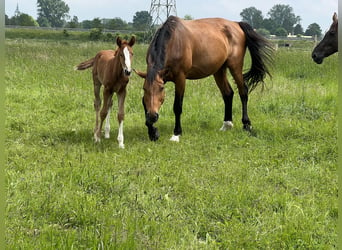 Oldenburger Springpaard, Merrie, 11 Jaar, 174 cm, Donkerbruin