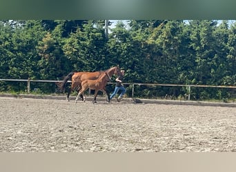 Oldenburger Springpaard, Merrie, 11 Jaar, 174 cm, Donkerbruin