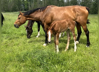 Oldenburger Springpaard, Merrie, 11 Jaar, 174 cm, Donkerbruin