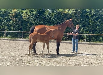 Oldenburger Springpaard, Merrie, 11 Jaar, 174 cm, Donkerbruin