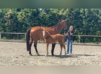 Oldenburger Springpaard, Merrie, 11 Jaar, 174 cm, Donkerbruin