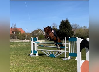 Oldenburger Springpaard, Merrie, 11 Jaar, 174 cm, Donkere-vos