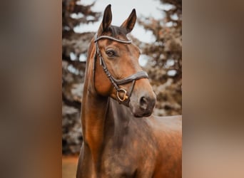 Oldenburger Springpaard, Merrie, 11 Jaar, 178 cm, Donkerbruin