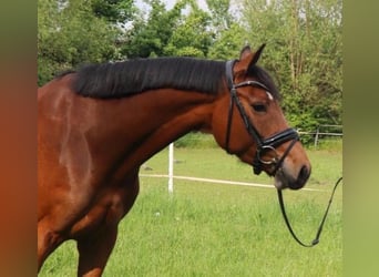Oldenburger Springpaard, Merrie, 11 Jaar, Bruin