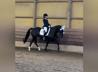Oldenburger Springpaard, Merrie, 12 Jaar, 158 cm, Zwart