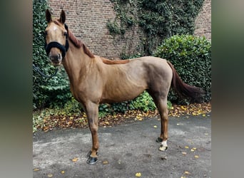 Oldenburger Springpaard, Merrie, 12 Jaar, 160 cm, Vos
