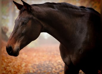 Oldenburger Springpaard, Merrie, 12 Jaar, 165 cm, Donkere-vos