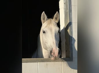 Oldenburger Springpaard, Merrie, 12 Jaar, 165 cm, Schimmel