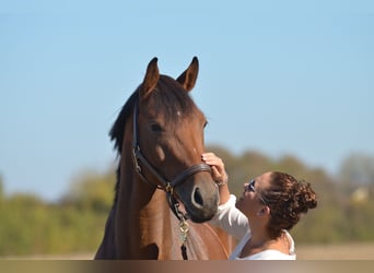 Oldenburger Springpaard, Merrie, 12 Jaar, 168 cm, Bruin