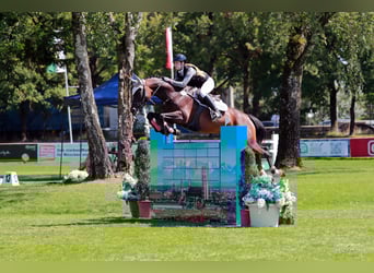 Oldenburger Springpaard, Merrie, 12 Jaar, 168 cm, Bruin