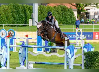 Oldenburger Springpaard, Merrie, 12 Jaar, 168 cm, Bruin