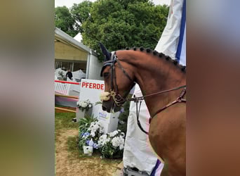 Oldenburger Springpaard, Merrie, 12 Jaar, 178 cm, Donkere-vos