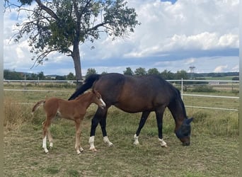 Oldenburger Springpaard, Merrie, 13 Jaar, 163 cm, Donkerbruin