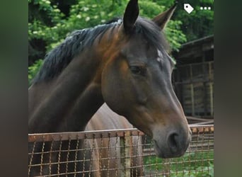 Oldenburger Springpaard, Merrie, 13 Jaar, 167 cm, Bruin