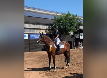 Oldenburger Springpaard, Merrie, 13 Jaar, 170 cm, Bruin