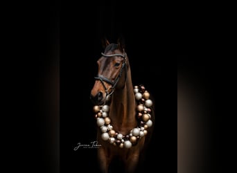 Oldenburger Springpaard, Merrie, 13 Jaar, 170 cm, Bruin