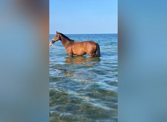 Oldenburger Springpaard, Merrie, 14 Jaar, 157 cm, Bruin