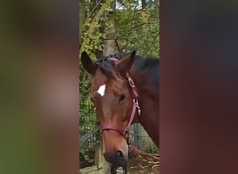 Oldenburger Springpaard, Merrie, 14 Jaar, 158 cm, Bruin