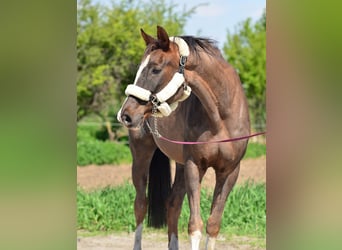 Oldenburger Springpaard, Merrie, 14 Jaar, 165 cm, Donkere-vos