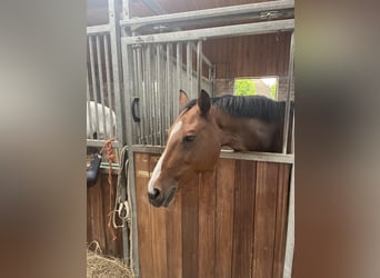 Oldenburger Springpaard, Merrie, 15 Jaar, 157 cm, Bruin