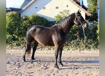 Oldenburger Springpaard, Merrie, 15 Jaar, 164 cm, Donkerbruin