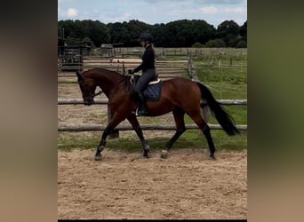 Oldenburger Springpaard, Merrie, 15 Jaar, 166 cm, Bruin