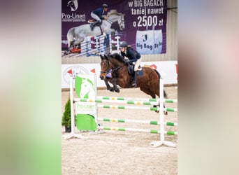 Oldenburger Springpaard, Merrie, 15 Jaar, 166 cm, Roodbruin