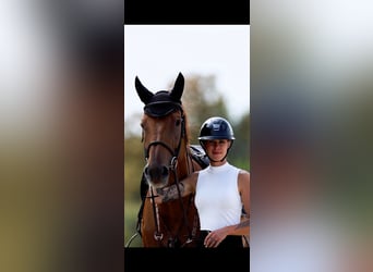 Oldenburger Springpaard, Merrie, 15 Jaar, 167 cm, Vos