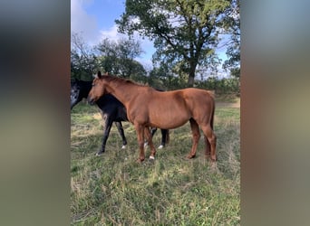 Oldenburger Springpaard, Merrie, 16 Jaar, 167 cm, Donkere-vos