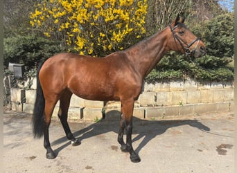 Oldenburger Springpaard, Merrie, 16 Jaar, 168 cm, Bruin