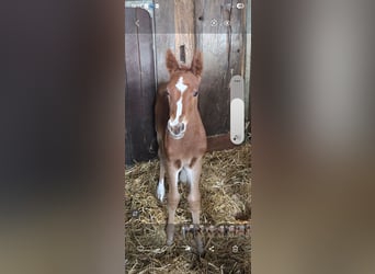 Oldenburger Springpaard, Merrie, 16 Jaar, 170 cm, Donkere-vos