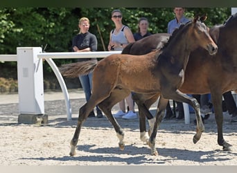 Oldenburger Springpaard, Merrie, 17 Jaar, 165 cm, Donkerbruin