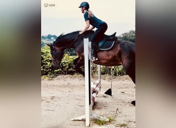 Oldenburger Springpaard, Merrie, 17 Jaar, 178 cm, Donkerbruin