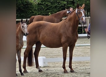 Oldenburger Springpaard, Merrie, 18 Jaar, 164 cm, Donkere-vos