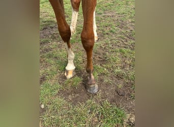 Oldenburger Springpaard, Merrie, 1 Jaar, 157 cm, Bruin