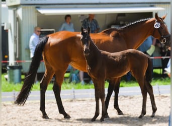 Oldenburger Springpaard, Merrie, 1 Jaar, 170 cm, Donkerbruin