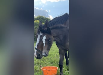 Oldenburger Springpaard, Merrie, 1 Jaar, 170 cm, kan schimmel zijn