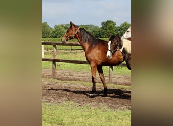 Oldenburger Springpaard, Merrie, 1 Jaar, Bruin