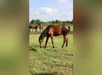 Oldenburger Springpaard, Merrie, 1 Jaar, Bruin
