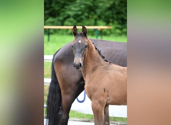 Oldenburger Springpaard, Merrie, 1 Jaar, Donkerbruin