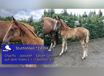 Oldenburger Springpaard, Merrie, 1 Jaar, Donkere-vos