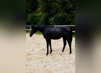 Oldenburger Springpaard, Merrie, 1 Jaar, Schimmel