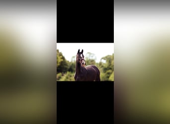 Oldenburger Springpaard, Merrie, 1 Jaar, Schimmel