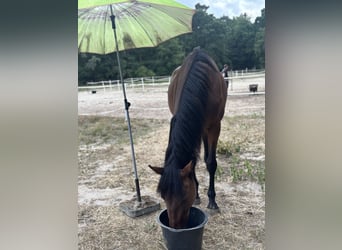 Oldenburger Springpaard, Merrie, 22 Jaar, 167 cm, Lichtbruin