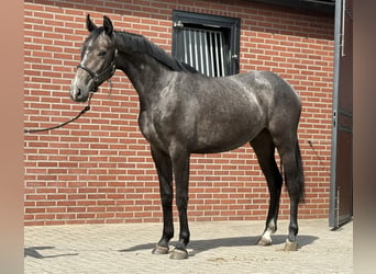 Oldenburger Springpaard, Merrie, 2 Jaar, 156 cm, Schimmel
