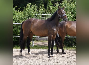 Oldenburger Springpaard, Merrie, 2 Jaar, 159 cm, Donkerbruin